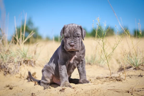 砂の上の美しい若い子犬イタリア マスティフ カネコルソ — ストック写真