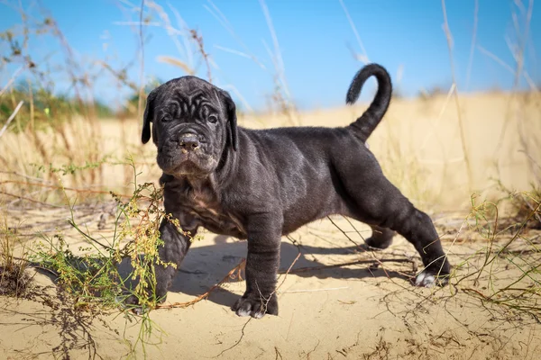 美しい若い子犬イタリア マスティフ カネコルソ (1 ヶ月) — ストック写真