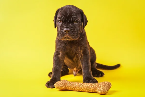 美しい若い子犬イタリア マスティフ カネコルソ (1 ヶ月) — ストック写真