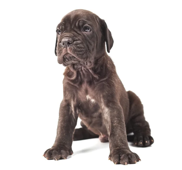 Beautiful young puppy italian mastiff cane corso on white background — Stock Photo, Image