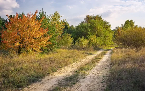 Herfst bos en kleurrijke bomen met groene, rode en gele bladeren — Stockfoto