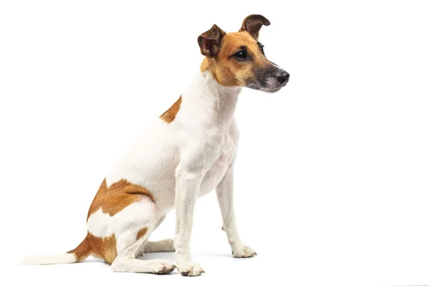 Portrait of a purebred smooth fox terrier of white background — Stock fotografie