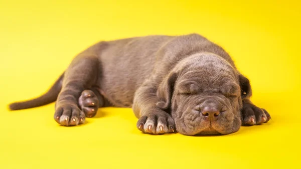 黄色の背景の上に横たわる若い子犬のイタリアン ・ マスティフ カネコルソ — ストック写真