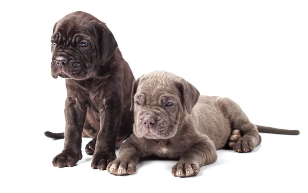 Dois lindos filhotes de cachorro italiano mastim corso cana (1 mês ) — Fotografia de Stock