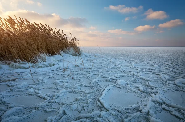 Paisaje invernal con río congelado y cañas . —  Fotos de Stock