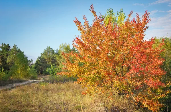 Foresta autunnale e alberi con foglie rosse e gialle — Foto Stock