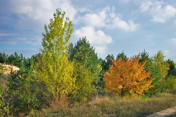 Herfst bos en kleurrijke bomen — Stockfoto