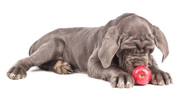 Kırmızı elma ile oynayan genç köpek yavrusu İtalyan mastiff cane corso