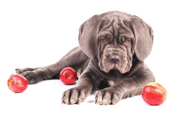 Genç köpek yavrusu İtalyan mastiff cane corso ve Kırmızı elma