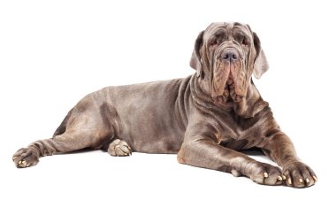 İtalyan mastiff cane corso beyaz arka plan üzerinde