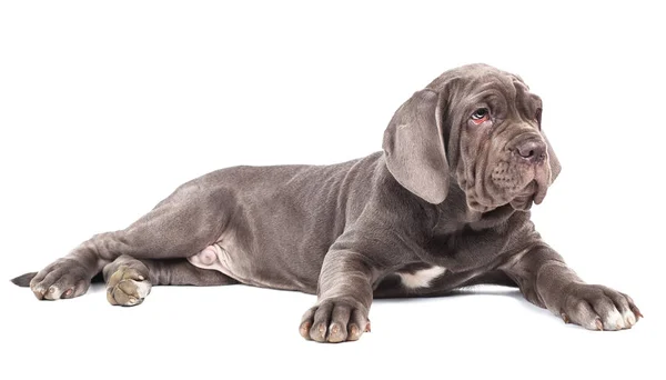 Jovem filhote de cachorro italiano mastim cana corso deitado no fundo branco — Fotografia de Stock