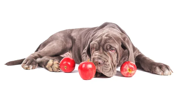 Jovem cachorro italiano mastim cana corso e maçãs vermelhas — Fotografia de Stock