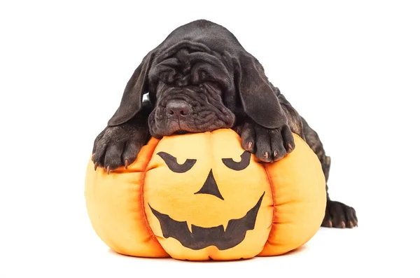 Italiensk mastiff cane corso på leksak pumpa till Halloween — Stockfoto