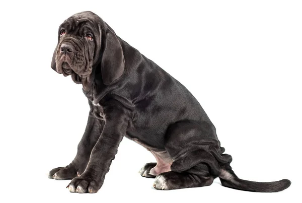 Güzel genç siyah köpek yavrusu İtalyan mastiff cane corso (3 ay) — Stok fotoğraf