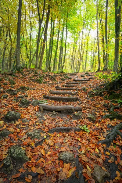 Houten trap in herfst bos. Trap naar jungle — Stockfoto