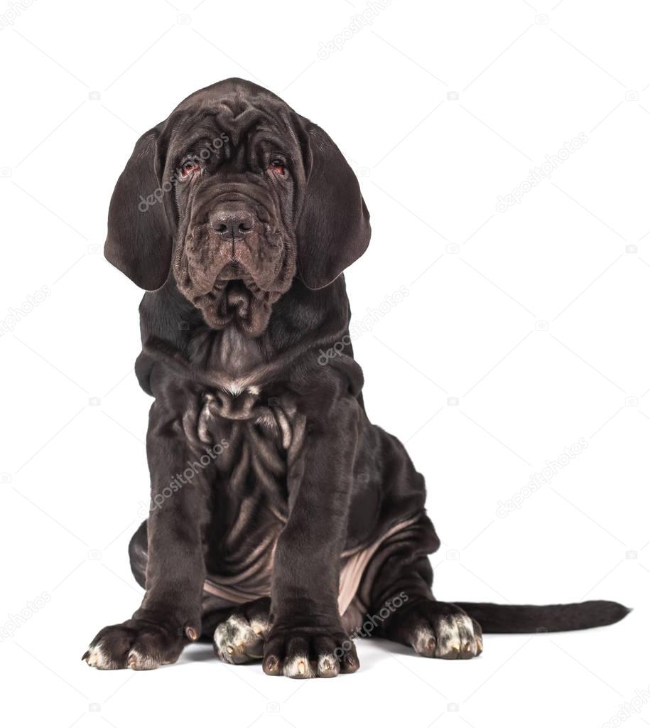 Beautiful Young Black Puppy Italian Mastiff Cane Corso 3