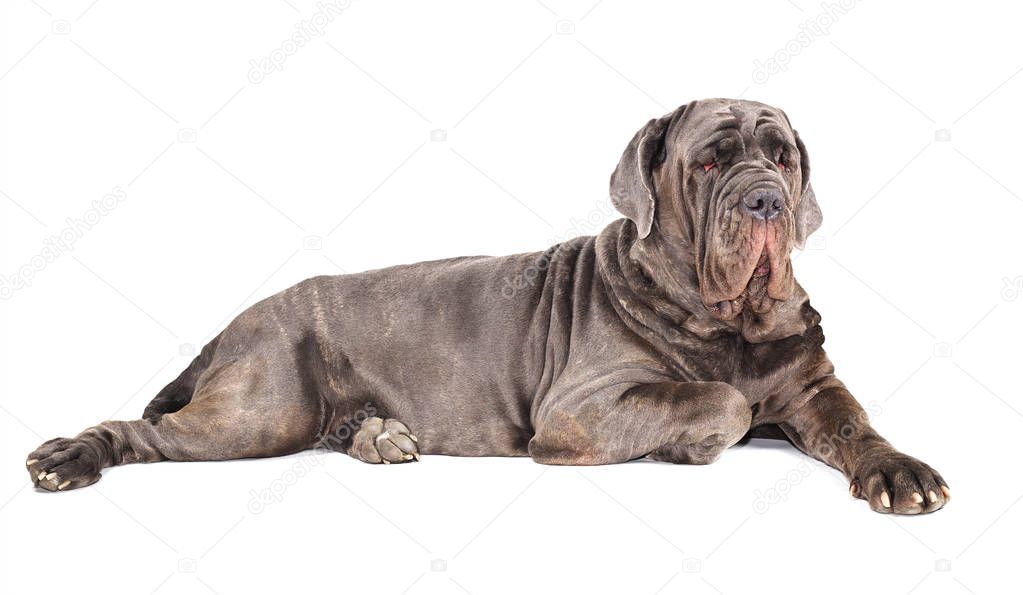 Italian mastiff cane corso on white background