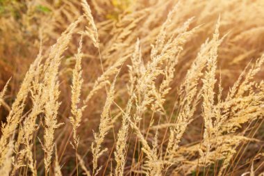 Çayırda closeup fotoğraf günbatımı sırasında kuru ot
