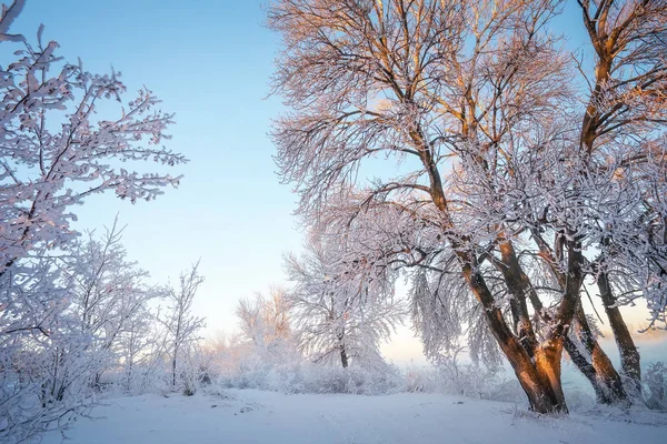 Paesaggio invernale. Calce sugli alberi . — Foto Stock