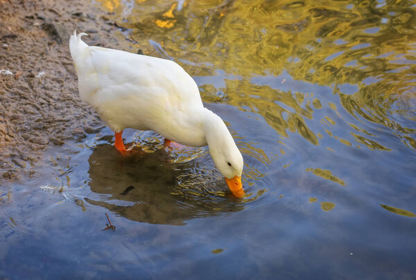 Portrait of a duck, drinking water at the coast