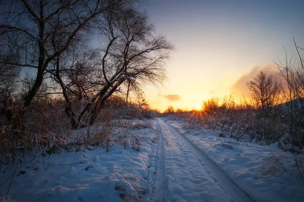 Bellissimo paesaggio invernale con cielo all'alba, strada e alberi nella neve — Foto Stock