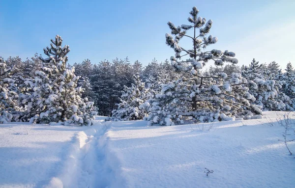 Winter landscape with firs and road. Composition of nature. Royalty Free Stock Images