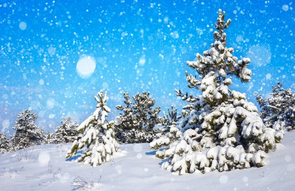 Fichten mit Raureif und Schnee bedeckt. Winterwald — Stockfoto