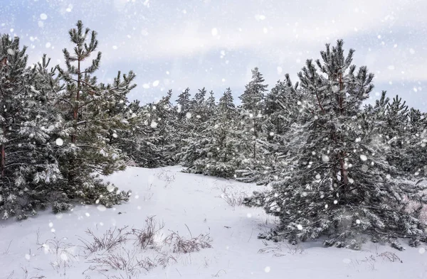 Fichten Mit Raureif Und Schnee Bedeckt Winterwald Schnee — Stockfoto