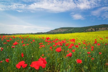 Kırmızı poppies, güzel renkli yatay. Bahar çayır. 