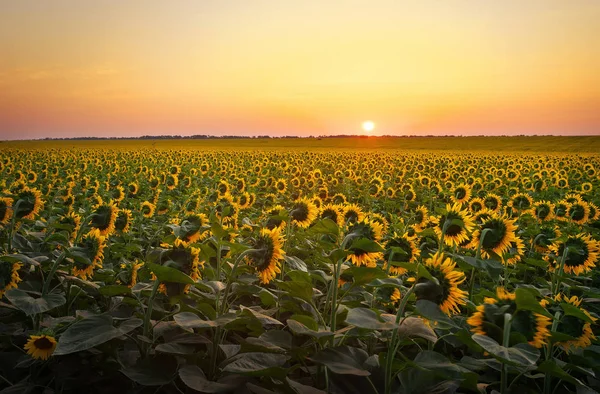 Sonnenblumenfelder bei Sonnenuntergang. — Stockfoto