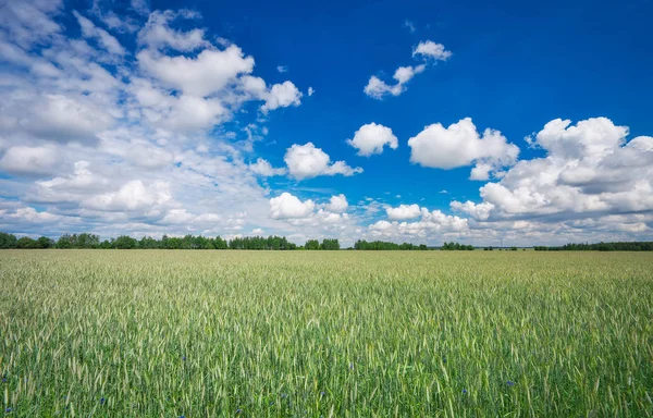 Piękny krajobraz z polem żyta i błękitne niebo z chmurami. — Zdjęcie stockowe