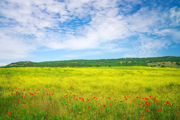 Beautiful colorful landscape with flowers. Spring meadow. — Stock Photo, Image