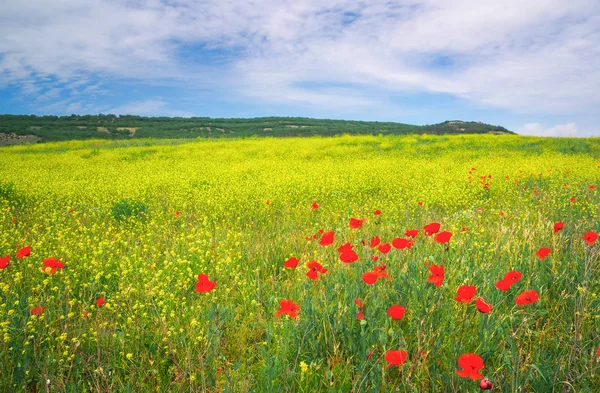 Vackra färgstarka landskap med blommor. Våren äng. — Stockfoto