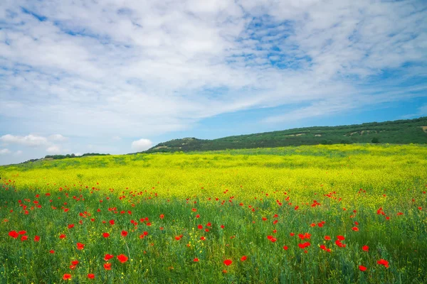 Piękny kolorowy krajobraz z kwiatami. Wiosenna łąka. — Zdjęcie stockowe