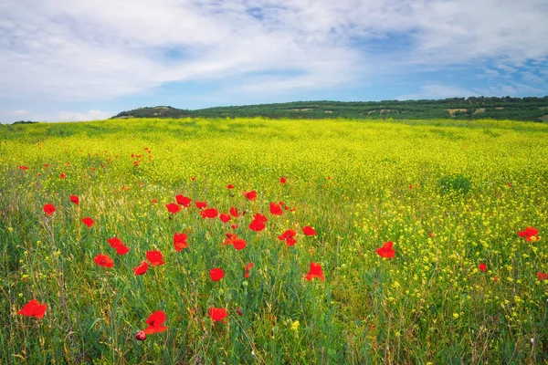 Beautiful colorful landscape with flowers. Spring meadow. — Stock Photo, Image