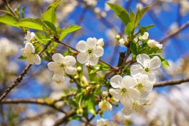 Çiçekler Apple. Parlak bahar arka plan.