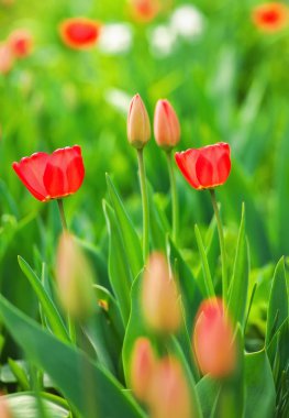 Güneşli bir günde güzel kırmızı lale