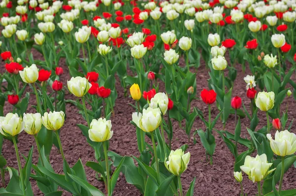 Kolorowe tulipany wiosną. Tulipany w polu tło — Zdjęcie stockowe