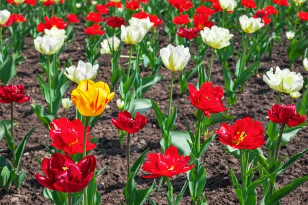 Цветные Цветы Весной Тюльпаны — стоковое фото