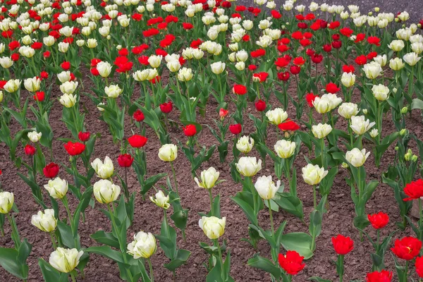 Цветы Цветных Тюльпанов Весной Тюльпаны — стоковое фото