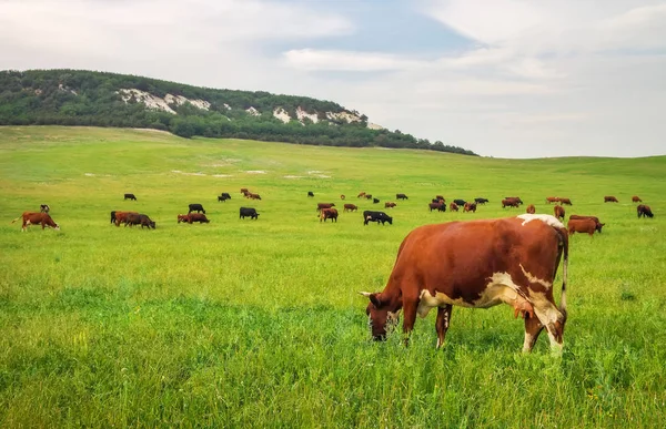 Kühe auf der grünen Wiese. Zusammensetzung der Natur — Stockfoto