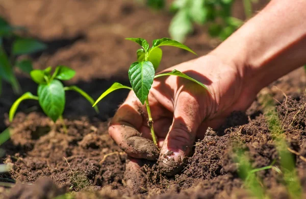 Piszkos, sáros, a férfi kezét, és a talaj-növény — Stock Fotó