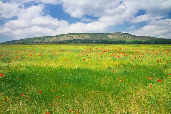 Vackra färgstarka landskap med blommor. Våren äng. — Stockfoto