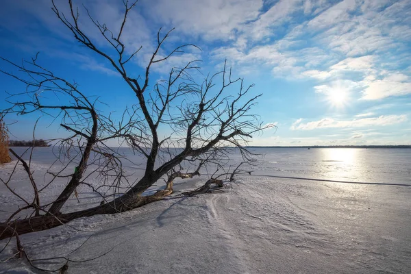 Rama un árbol en la orilla de un lago congelado — Foto de Stock