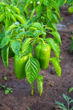 Bitki sulama sonra biber. Bahçede büyüyen yeşil biber