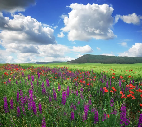 Beautiful landscape with flowers, field and mountain. — Stock Photo, Image