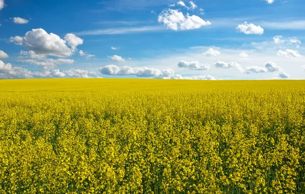 Yellow field rapeseed in bloom and blue cloudy sky — Stock Photo, Image