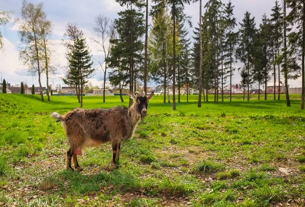 La cabra come una hierba verde. Alimentación animal —  Fotos de Stock