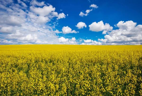 Gelber Feldraps in voller Blüte mit blauem Himmel und weißen Wolken — Stockfoto