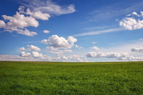 Beautiful green field and blue cloudy sky. — Stock Photo, Image